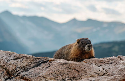 Close-up of lizard on rock against mountain