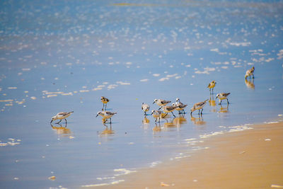 Birds walking in beach 