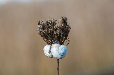 Close-up of two snails on plant