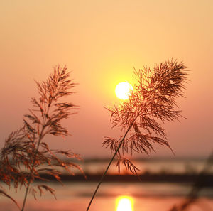 Close-up of silhouette tree against orange sky