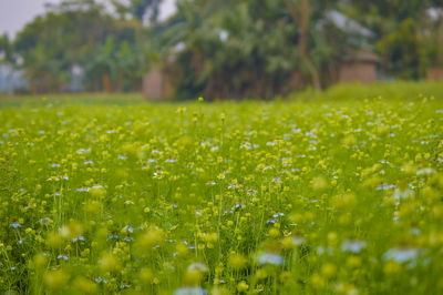 Scenic view of grassy field