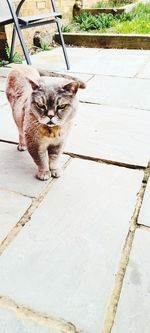 High angle portrait of cat sitting on footpath