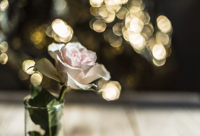 Close-up of white rose on table
