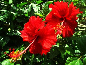 Close-up of red flower