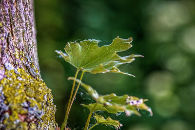 Close-up of flowering plant