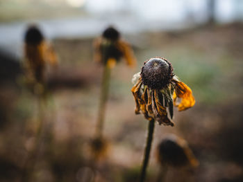 Close-up of wilted flower