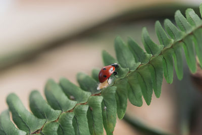 Close-up of ladybug on leaf