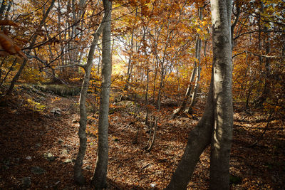 Trees in forest during autumn