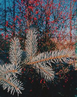 Low angle view of trees