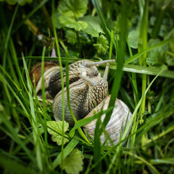 Close-up of snails mating on grassy field