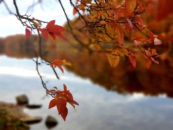 Close-up of maple leaves on tree during autumn