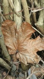 Close-up of dry leaves on ground