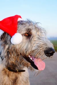 Close-up of dog against sky