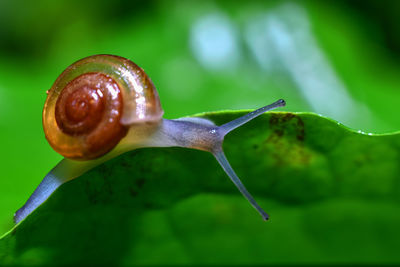 Close-up of snail on leaf