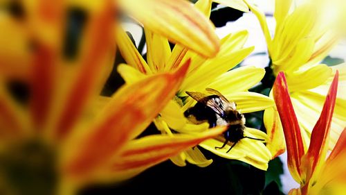 Close-up of bee on flower