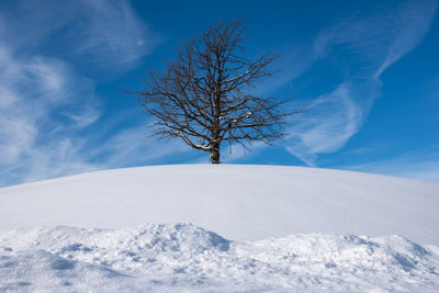 Bare tree on snow covered land against sky