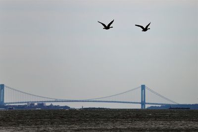 Low angle view of birds flying over suspension bridge against sky