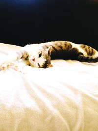 Cat sleeping on bed