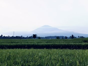 Scenic view of field against clear sky