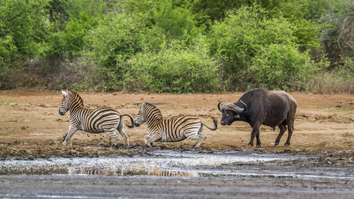 African buffalo and zebras on lakeshore
