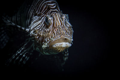 Close-up of jellyfish swimming in sea