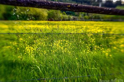 Wet yellow flowers on field