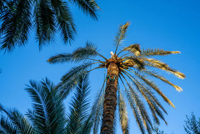 palm tree