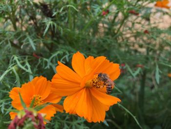 Close-up of insect on orange flower