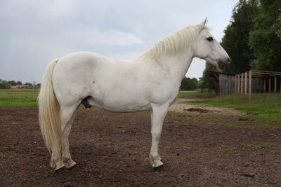 Full length of white horse standing on field against sky