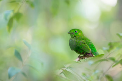 Close-up of bird perching on tree