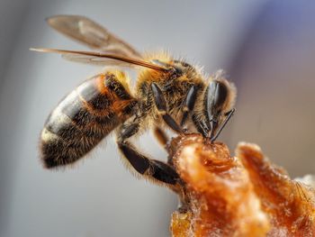 Close-up of bee 