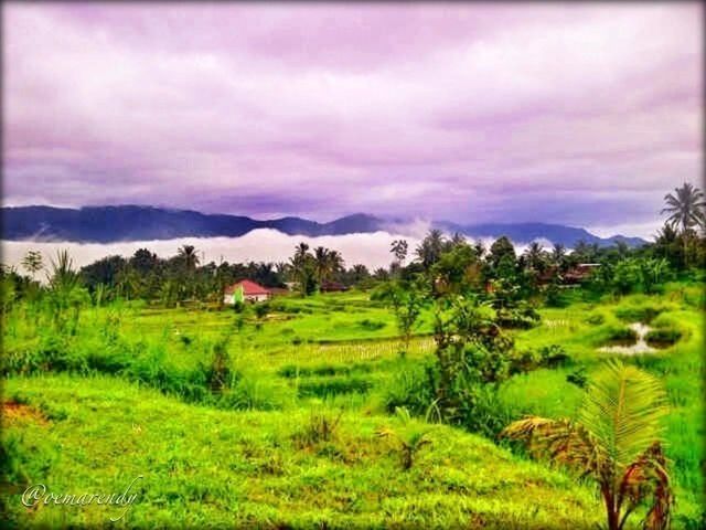 landscape, sky, field, tranquil scene, tree, tranquility, scenics, beauty in nature, rural scene, cloud - sky, green color, grass, nature, growth, cloudy, agriculture, house, cloud, building exterior, built structure