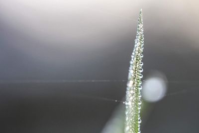 Close-up of leaf against sky