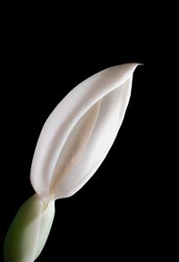 Close-up of white flower against black background