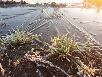 Close-up of frozen plants during winter