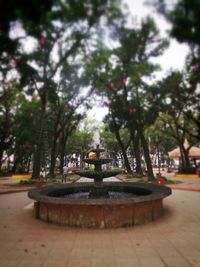 Trees in park