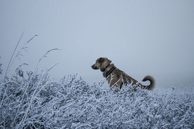 View of dog on snow covered land