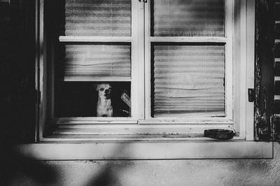 View of dog looking through window