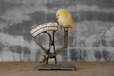 Close-up of bird perching on a table