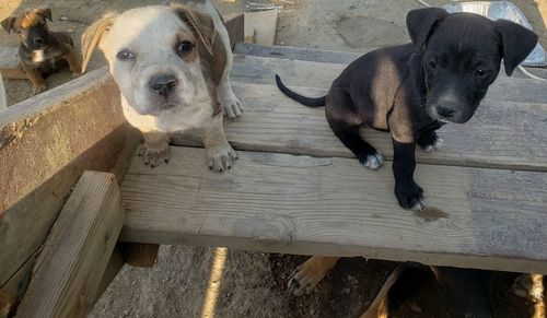 High angle view of dogs on wood