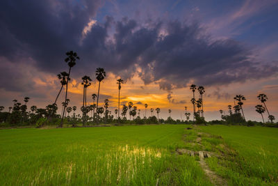 Scenic view of field against sky during sunset