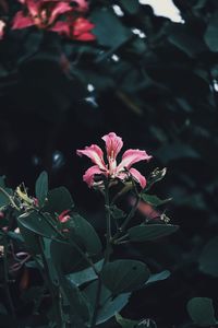 Close-up of pink flowering plant