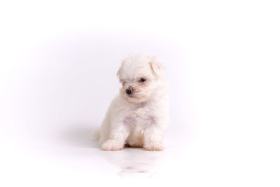 Portrait of a dog over white background