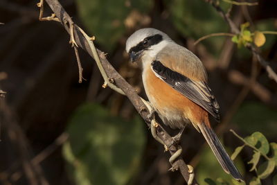 Close-up of bird perching on branch