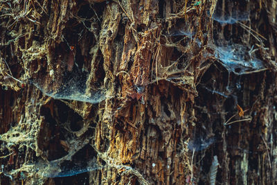 Close-up of tree trunk during winter