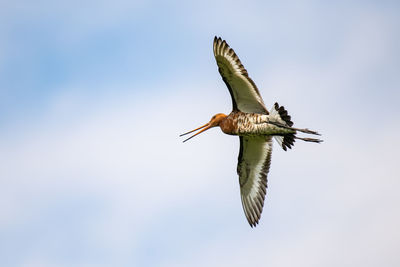 Low angle view of bird flying against sky