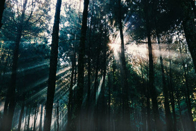 Sunlight streaming through trees in forest