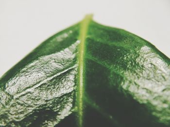 Close-up of leaf against green background