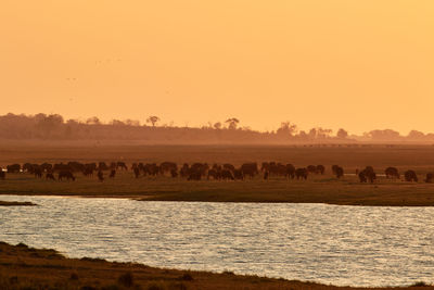 Mammals on field against clear sky during sunset