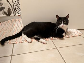 Portrait of cat relaxing on floor